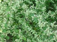 Siru Peelai Powder - சிறு பீளை (Aerva Lanata)