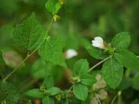Elumbu Otti leaf - எலும்பு  ஒட்டி இலை