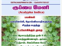 Kuppaimeni Powder - குப்பைமேனி தூள்(Acalypha indica)