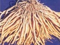 Sathaavari Kizhangu - சதாவரி கிழங்கு(Asparagus racemosus)