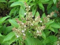 Thiruneetru Patchalai Powder - திருநீற்று பச்சிலை தூள்(Ocimum basilicum)