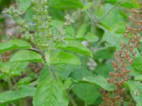 Thulasi Ilai - துளசி இலை(Ocimum Tenuiflorum)