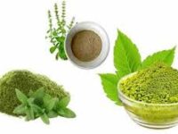Thulasi Ilai Powder - துளசி இலை தூள்(Ocimum Tenuiflorum)