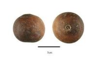 Dry Vilvam Fruit - வில்வ காய்