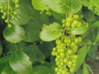 Vaaluluvai  - வாலுளுவை (Celutas paniculatus)